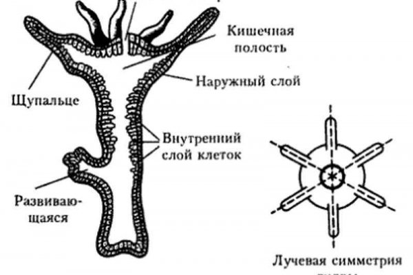 Ссылка кракен андроид onion top
