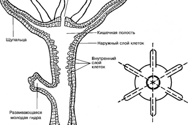 Где найти ссылку кракен