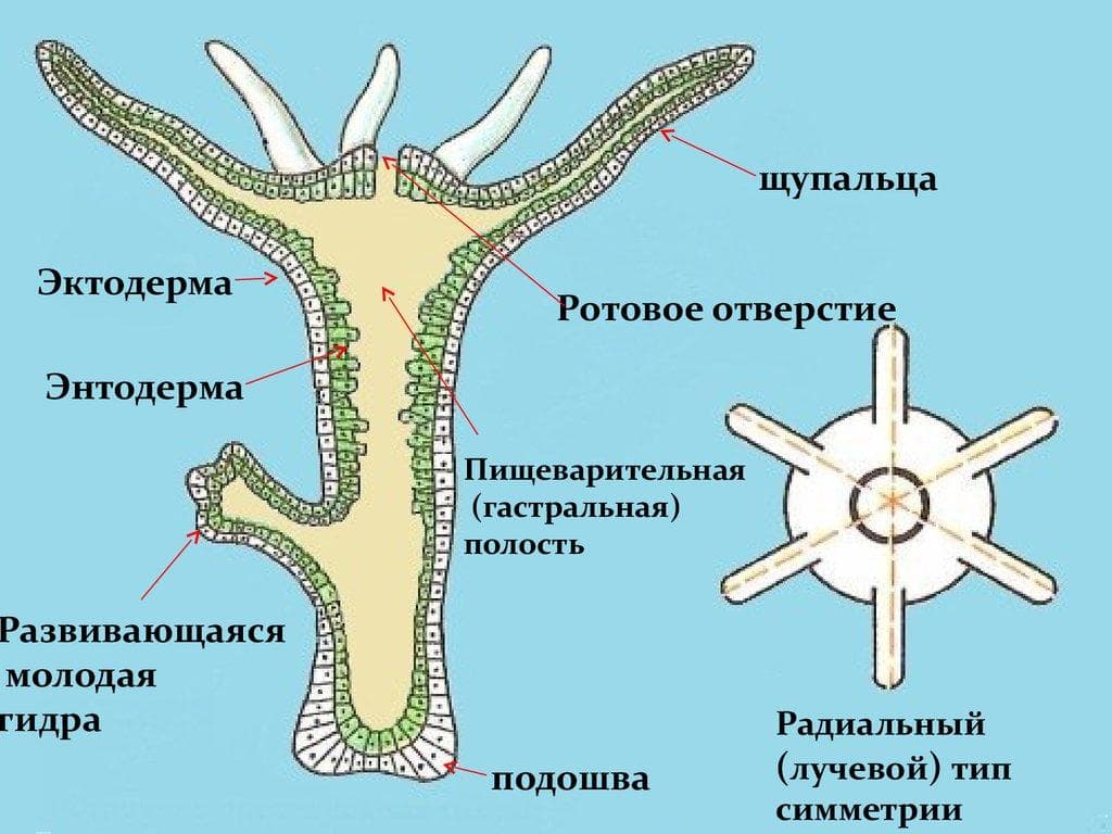 Интересные сайты onion